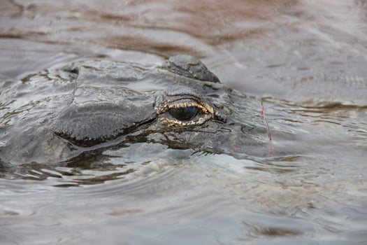 American Alligator in Florida waters photo