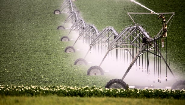 Pea crop and moving sprinkler photo