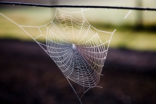 Spider Web Silk photo
