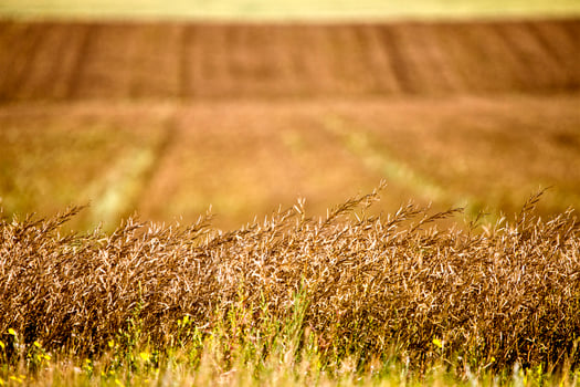 Prairie Scene Saskatchewan photo