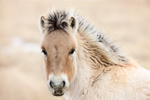 Young Colt Canada photo