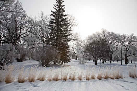 Hoar Frost Prairie photo