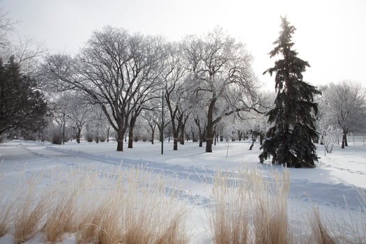 Hoar Frost Prairie photo