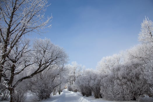 Hoar Frost Prairie photo