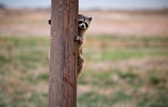 Racoon Hiding Telephone Pole photo