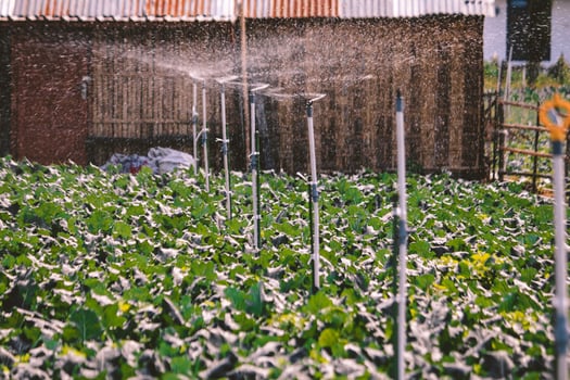 Sprinkler is watering a variety of beautiful growing Strawberry tree in the garden. photo
