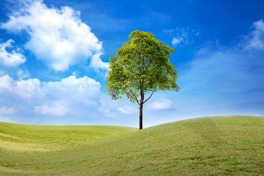 landscape of green grass field with tree and blue sky with white clouds photo