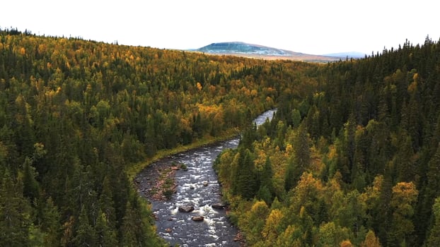 nature wallpaper forest river stones photo