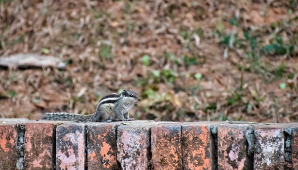 A Squirrel sitting on a wall. photo