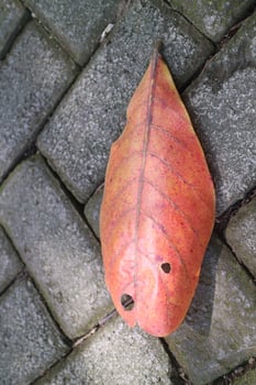 dry ketapang leaves on paving block photo