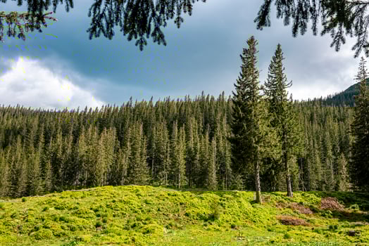 Scenic view of the bushes against coniferous spruce trees and sky photo