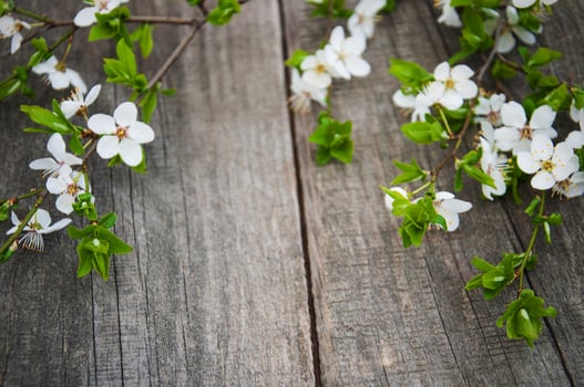 Spring cherries blossom photo
