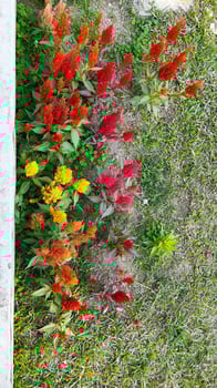 Celosia argentea, plumed cockscomb or silver cock's comb, spring blooming flower. photo