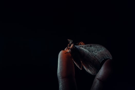 Photo of a moth resting on a man's finger, with the concept of a low key photo so that it produces a strong and dramatic impression. Black and dark background.
