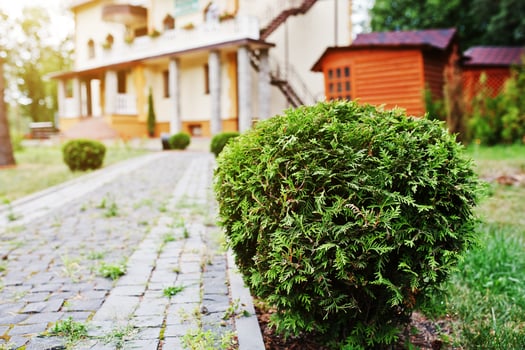 White cedar bushes near path of home at forest photo