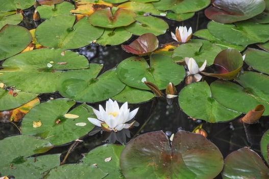 Water Lily Nymphaeaceae flowers floating in a water pond photo