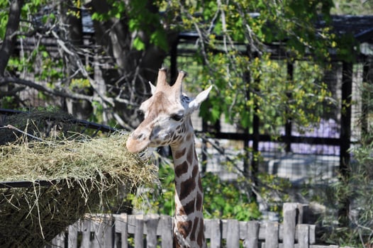 Giraffe, Giraffa Camelopardalis Kingdom Animalia, Phylum Chordat photo