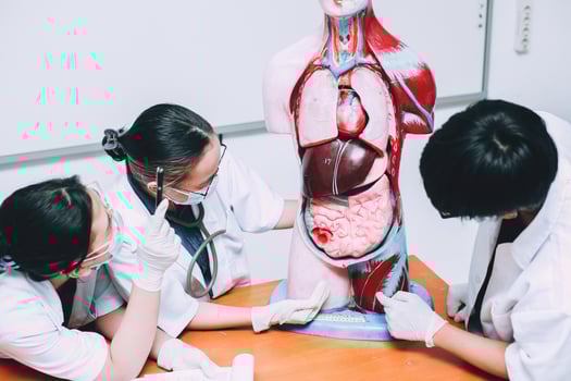 Group of doctor discussion about human internal body organs dummy photo