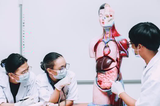 Group of doctor discussion about human internal body organs dummy photo