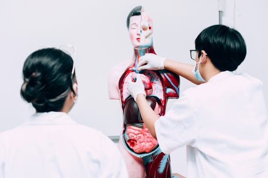 Male doctor doing presentation human internal body organs dummy to school medical student photo