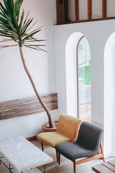 Beautiful plant on corner at minimalist home interior photo