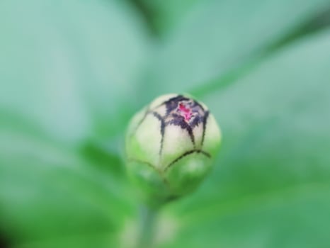miscellaneous plant of wild nature photo