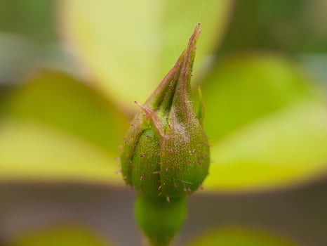 miscellaneous plant of wild nature photo