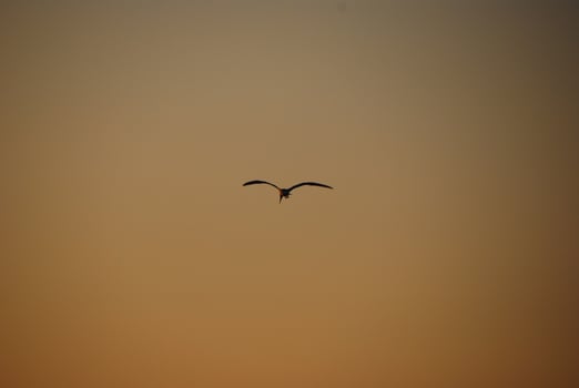 bird flying in the sunset photo