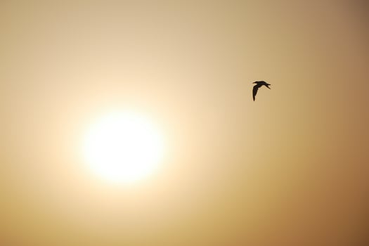 bird and sun photo