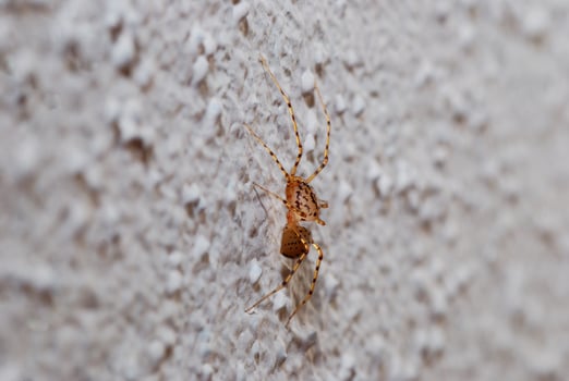 spider on a wall view photo