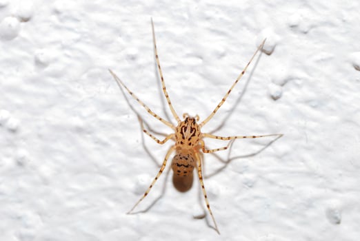 spider on a white wall photo