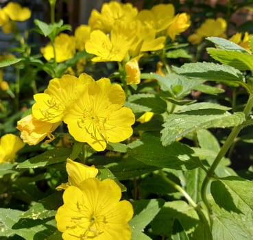 yellow evening primrose flowers bloom in the garden. plants summer. photo