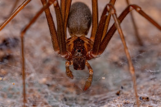 Adult Recluse Spider photo