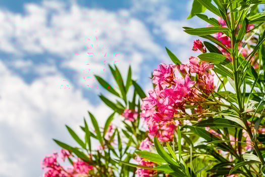 beautiful outdoor shrub plant with pink flowers Oleander photo