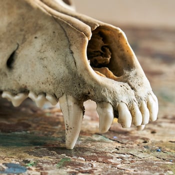 Dog scull without lower jaw photo