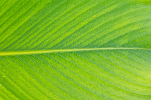 Lines and textures of Green leaves photo