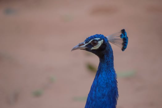 Blue Congo peacock, are known as peafowl. photo