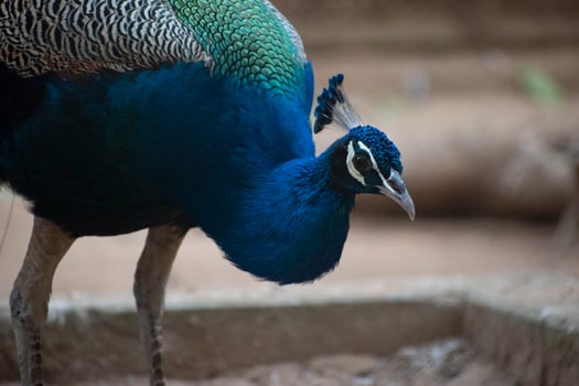 Blue Congo peacock, are known as peafowl. photo
