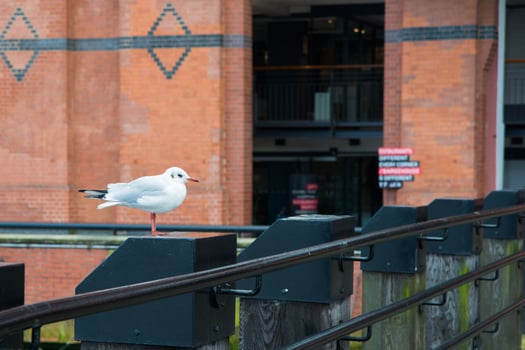 Cute city seagull near the river. London, UK photo