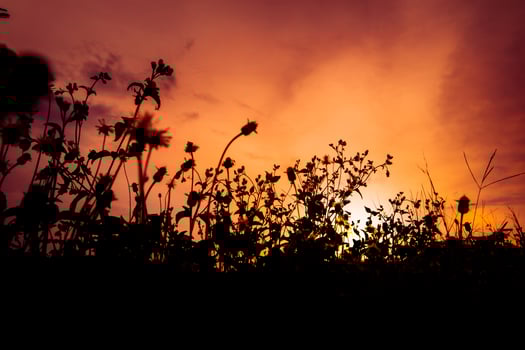 Grass silhouette and red sky background photo