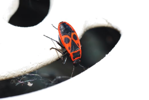 fire beetle looks photo