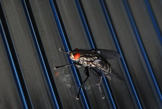 fly macro view photo