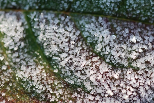 many beautiful small ice crystals on a green leaf photo