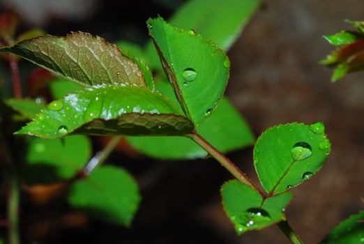 leaves with drops detail photo
