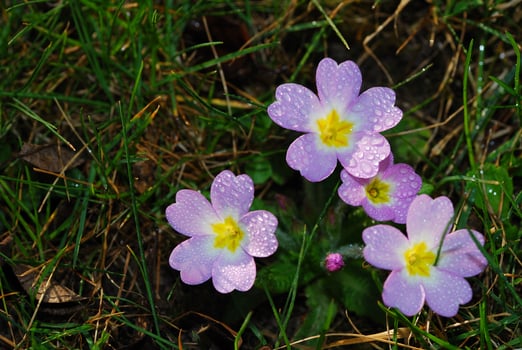 lilac primrose close up view photo