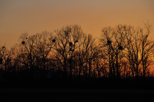sunset and trees photo