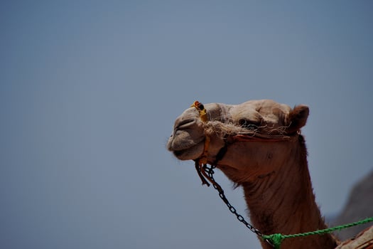 camel on the beach on holiday in egypt with sea photo