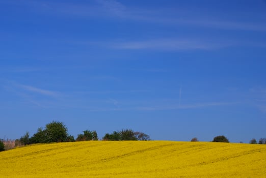 rape field on the mountain photo