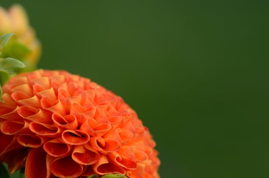 orange blossom detail view photo
