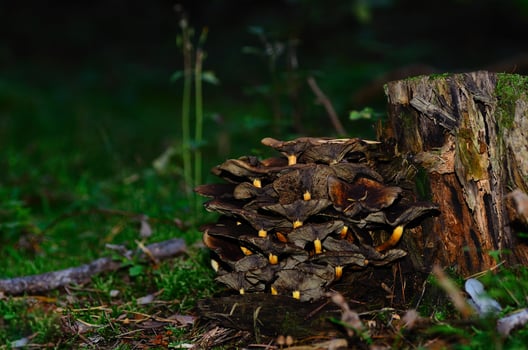 trunk and mushrooms photo